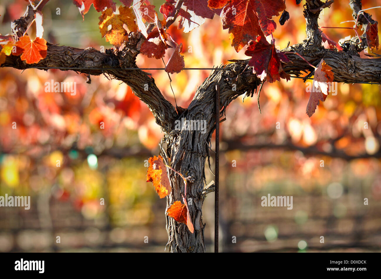 Bella Napa Valley Vineyard foglie d'uva Foto Stock