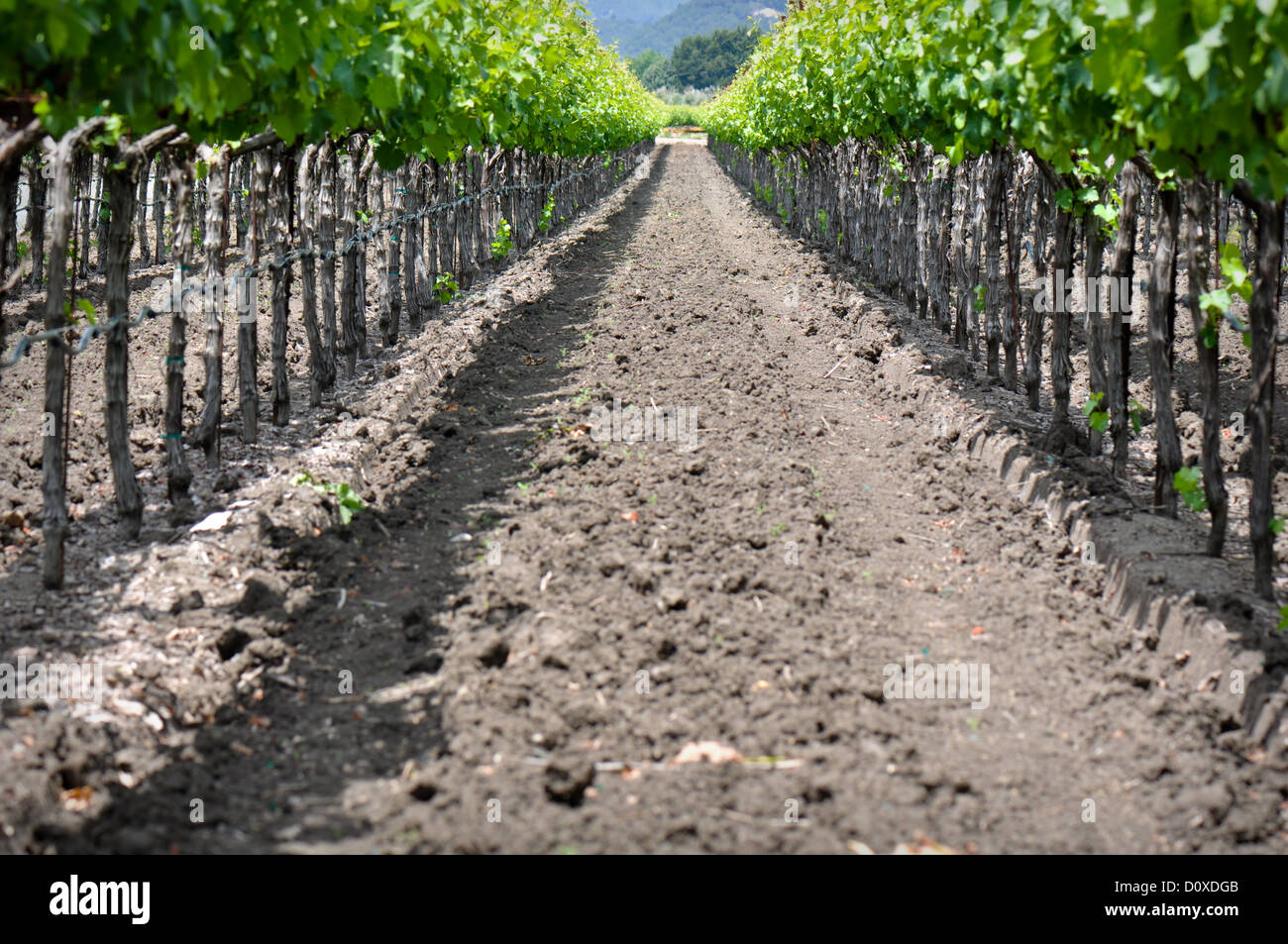 Napa Valley vigneto di uva in primavera Foto Stock