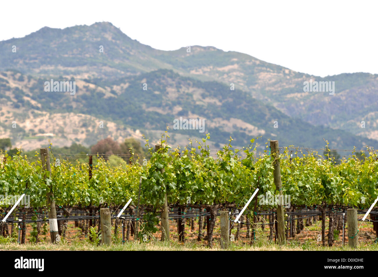 La molla vigna nella Valle di Napa California Foto Stock