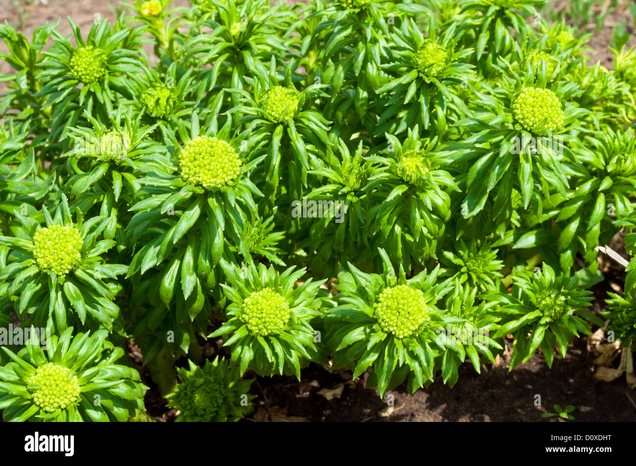 Pianta medicinale Rhodiola rosea oro (root) in giardino Foto Stock