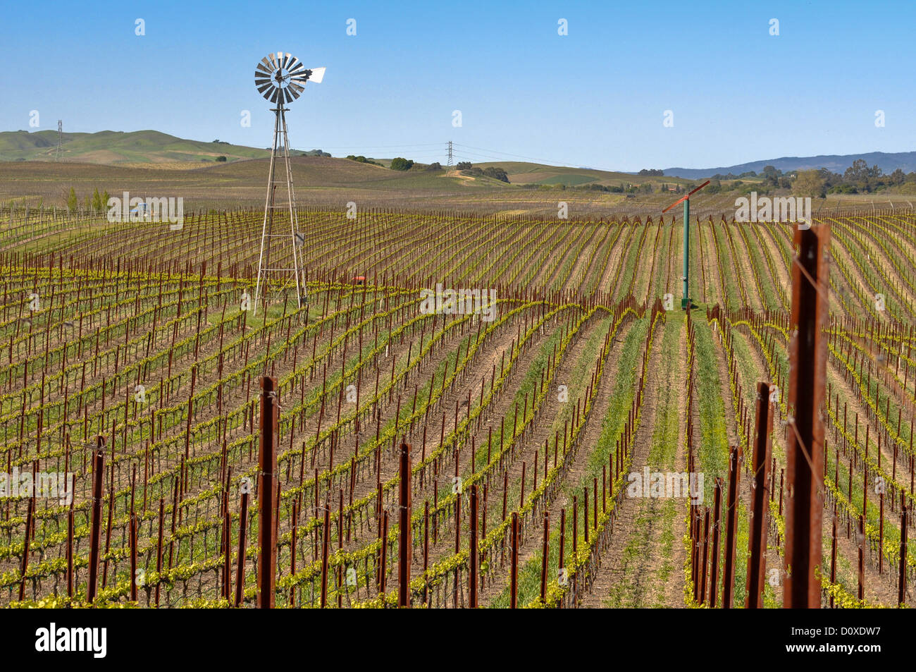 Vigneto con mulino a vento e cielo blu in background Foto Stock