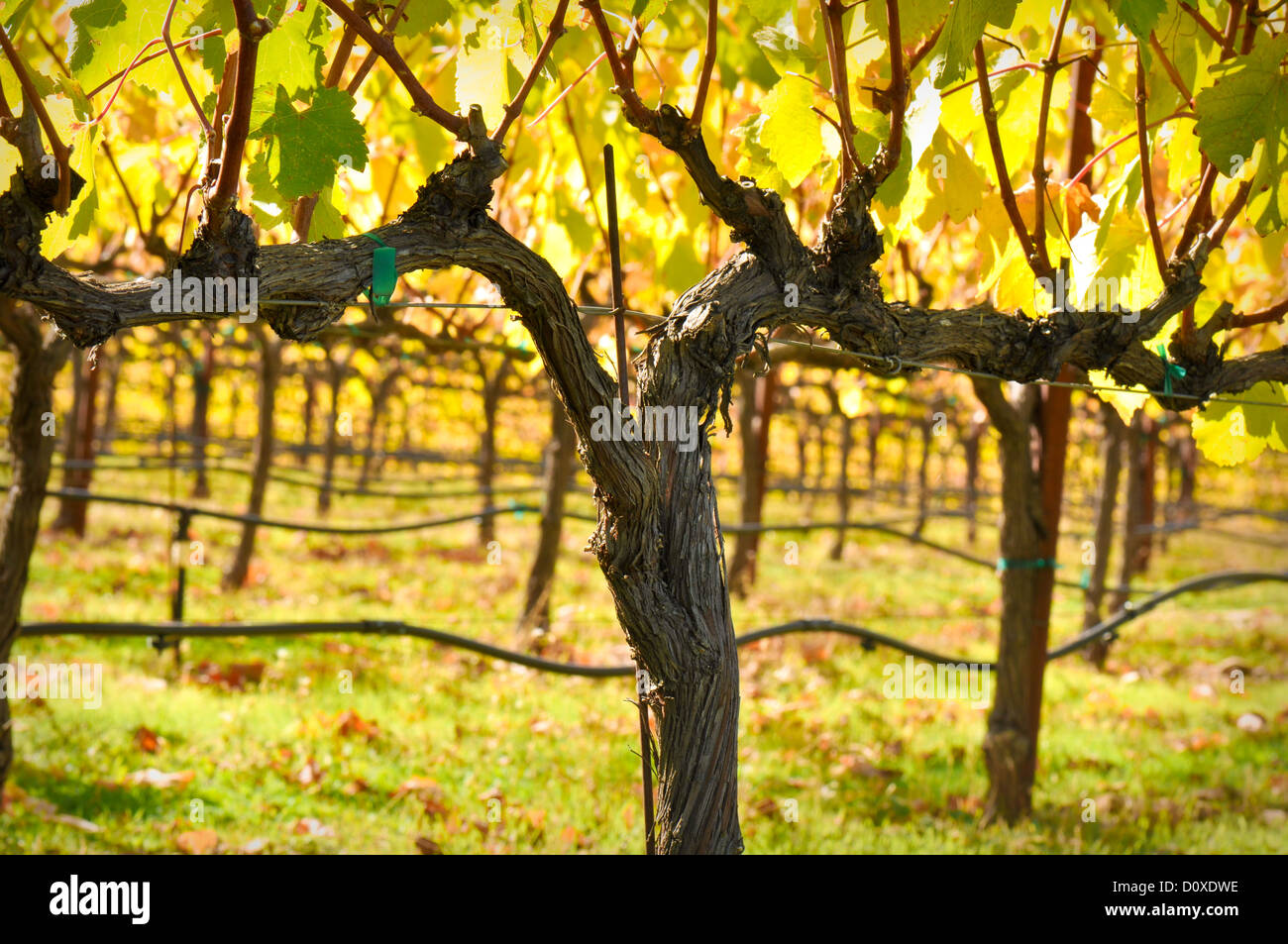 Bellissimo vigneto in autunno Foto Stock