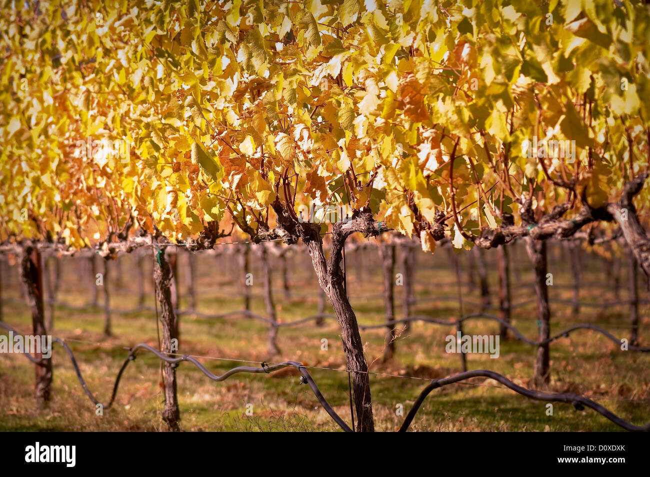 Bellissimo vigneto in autunno Foto Stock