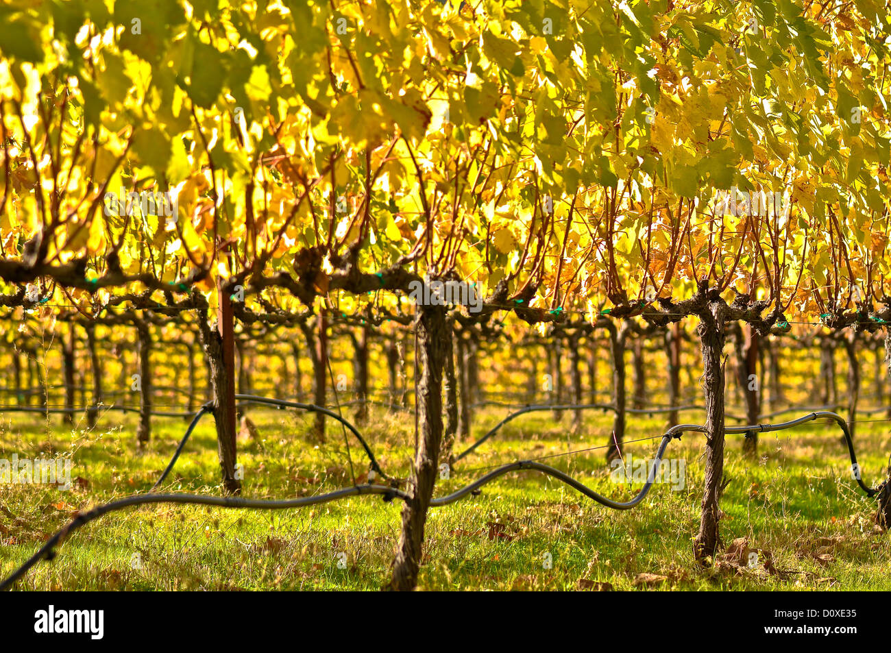 Splendido vino di uve vigneto nella Napa Valley Foto Stock