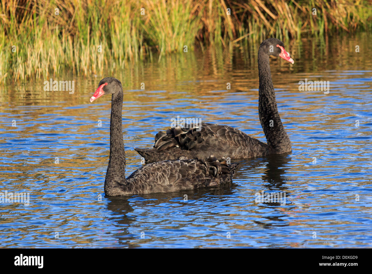 Australia, Ballarat, Cygnus atratus, Lake Wendouree, Victoria, Black Swan, swan, bird, Foto Stock