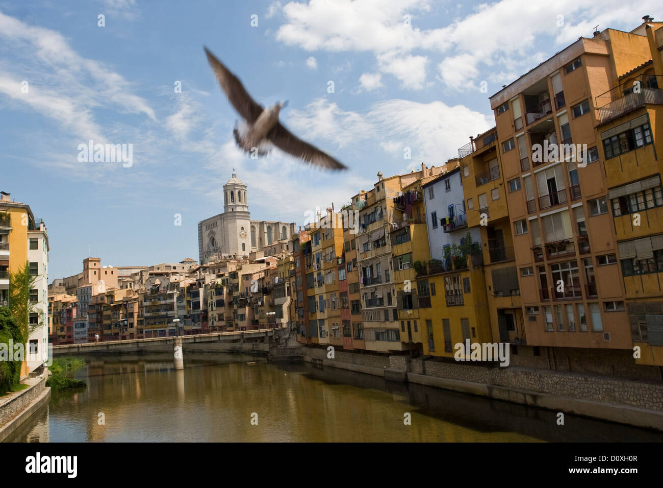 Un gabbiano vola sopra il fiume Onyar in Girona (Spagna). Foto Stock