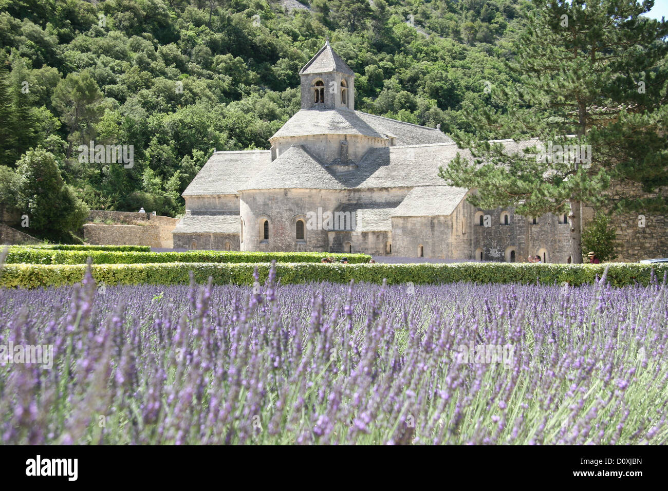 Francia, Europa, Provenza, l'Abbaye Notre-dame de Sénanque, Senanque, il Chiostro abbazia, lavanda, campo di lavanda Foto Stock