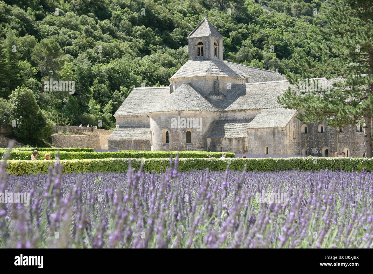 Francia, Europa, Provenza, l'Abbaye Notre-dame de Sénanque, Senanque, il Chiostro abbazia, lavanda, campo di lavanda Foto Stock