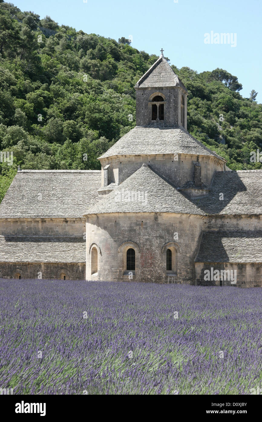 Francia, Europa, Provenza, l'Abbaye Notre-dame de Sénanque, Senanque, il Chiostro abbazia, lavanda, campo di lavanda Foto Stock