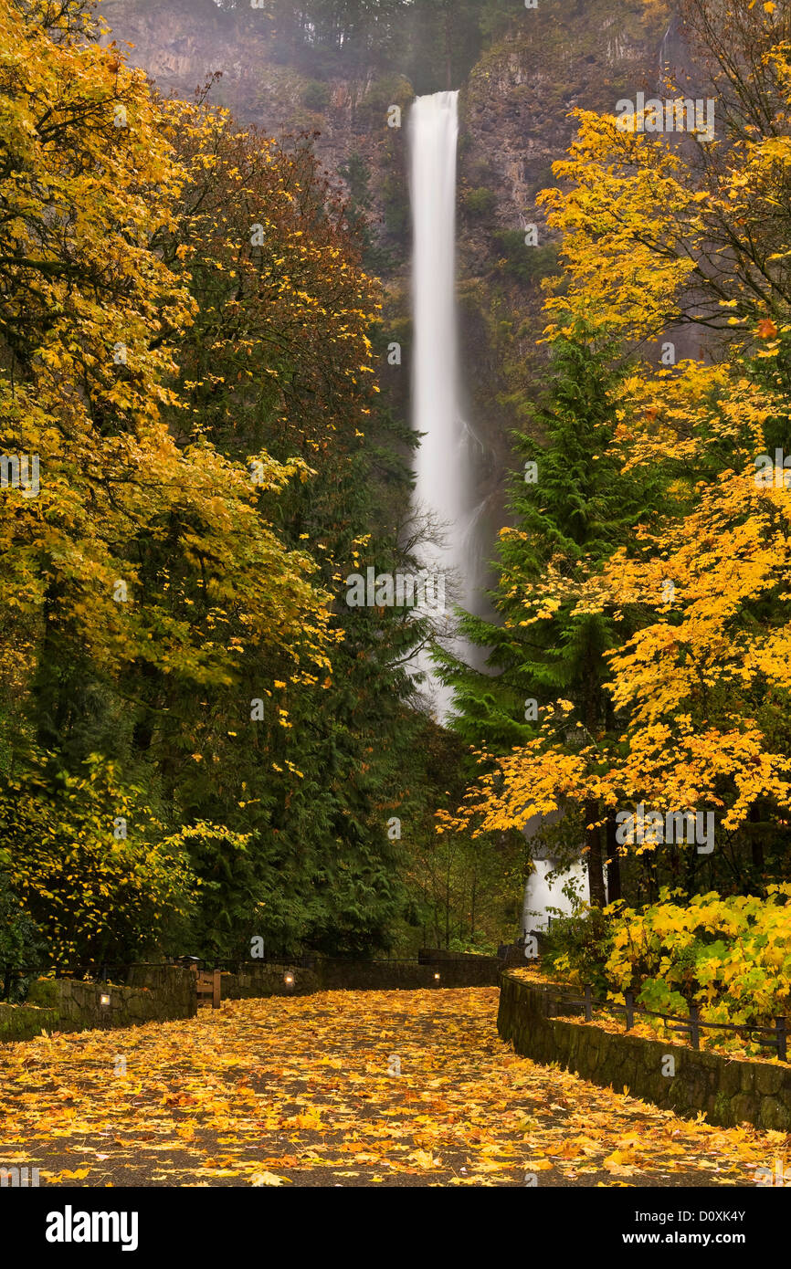 Stati Uniti d'America, caduta, Multnomah, cade, cascata, cascate, grandi foglie di acero, Columbia Gorge, Columbia River Gorge, percorso, Percorso a piedi, w Foto Stock