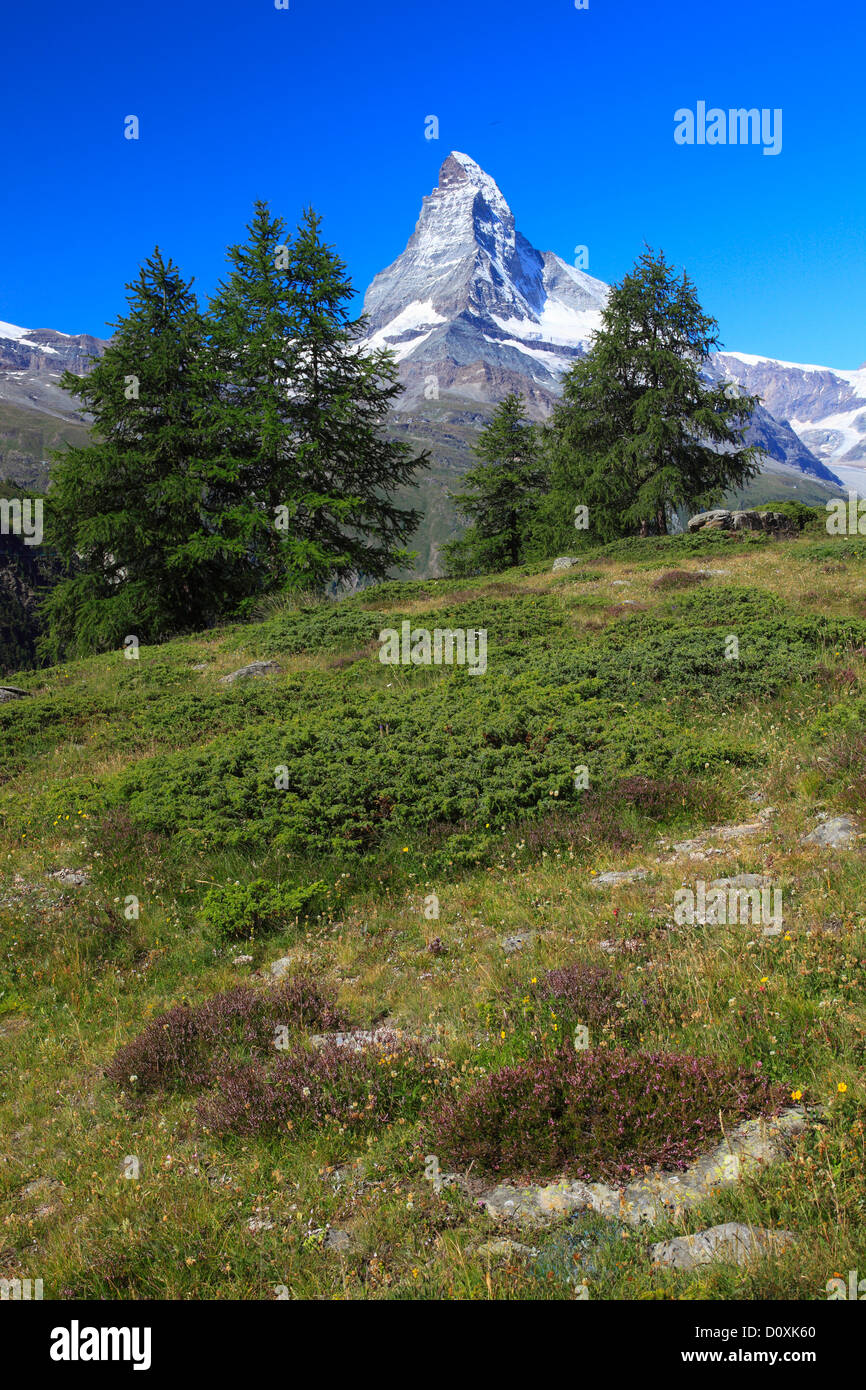 Alpi, panorama alpino, visualizzazione albero, mountain, montagne, panorama, il lago di montagna, alberi, Cliff, rock, summit, scenario, larice, lar Foto Stock