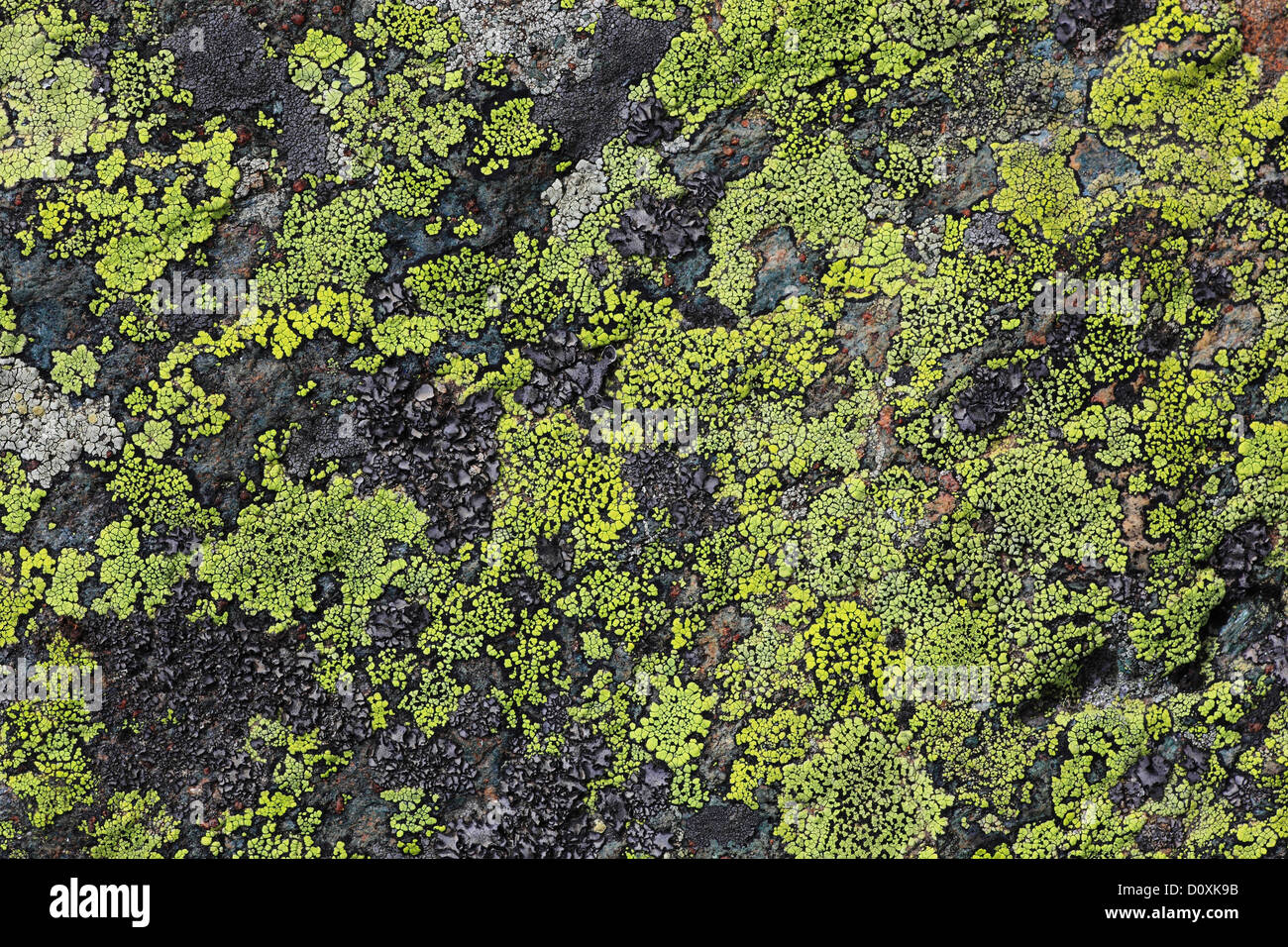 Alpi, montagna, montagne, dettaglio, Cliff, lichen, licheni, montagne, macro, motivo di close-up, pietra, concetti, alpine, colorfu Foto Stock