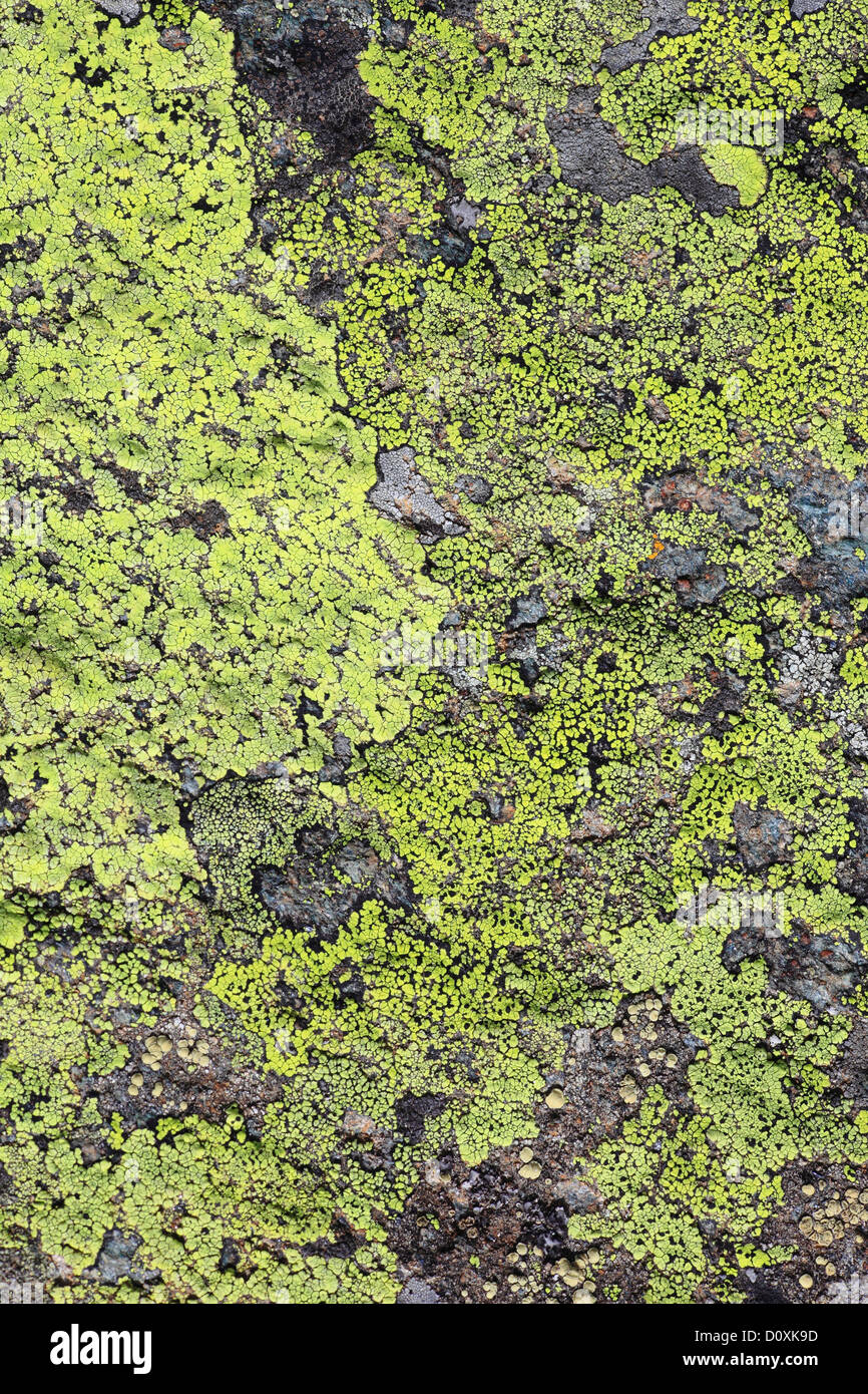 Alpi, montagna, montagne, dettaglio, Cliff, lichen, licheni, montagne, macro, motivo di close-up, pietra, concetti, alpine, colorfu Foto Stock