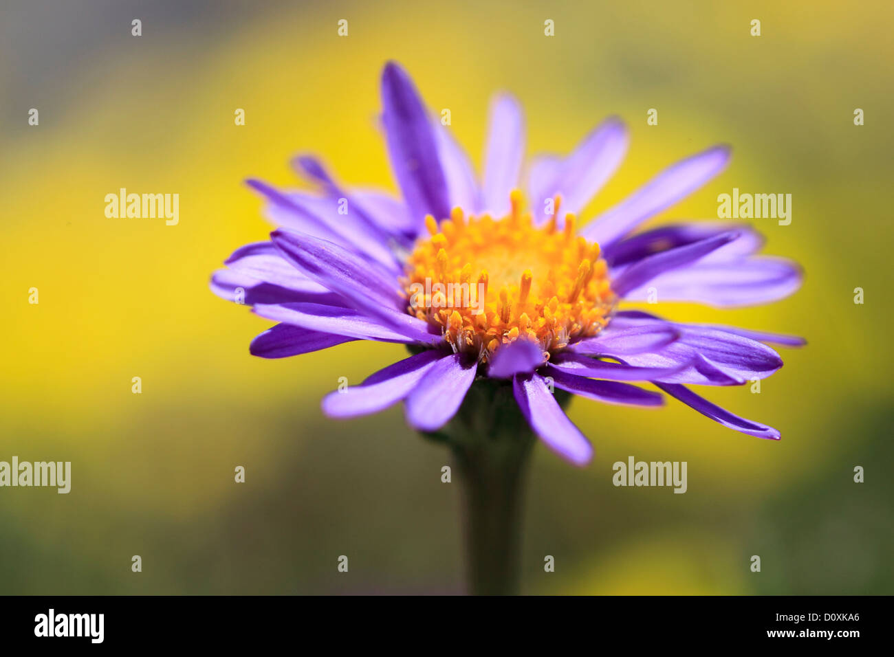 Alpi, Alpino aster, aster, Aster alpinus, flora di montagna, fiori, fiori, blossom, fiorire, dettaglio, flora, montagne, macro, c Foto Stock