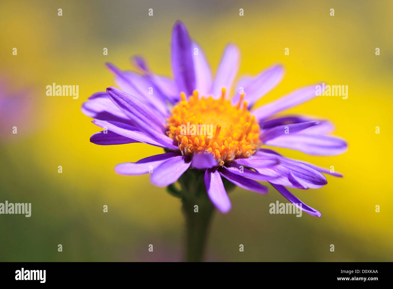 Alpi, Alpino aster, aster, Aster alpinus, flora di montagna, fiori, fiori, blossom, fiorire, dettaglio, flora, montagne, macro, c Foto Stock