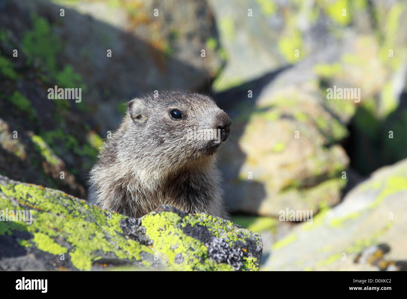 1 Alp Alpi marmotta fauna alpina Alpine marmotta alpina mondo animale marmotta alpina montagne di montagna fauna scogliera Foto Stock