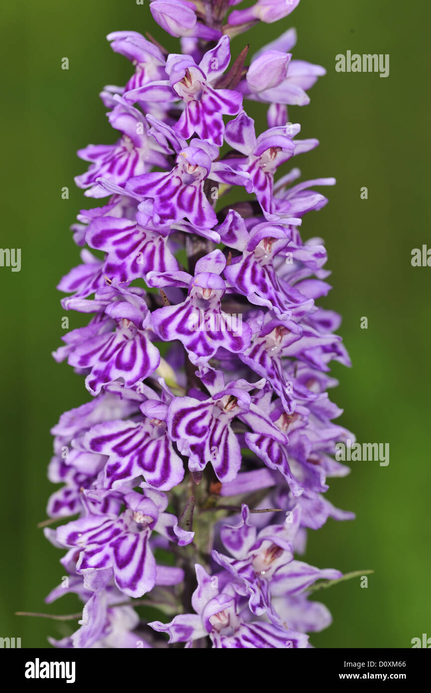 Avvistato comune, orchidea Dactylorhiza fuchsii, Orchidaceae, orchidea, piante, fiori, fiori selvatici, fioriture, infiorescenza, Heinzenbe Foto Stock
