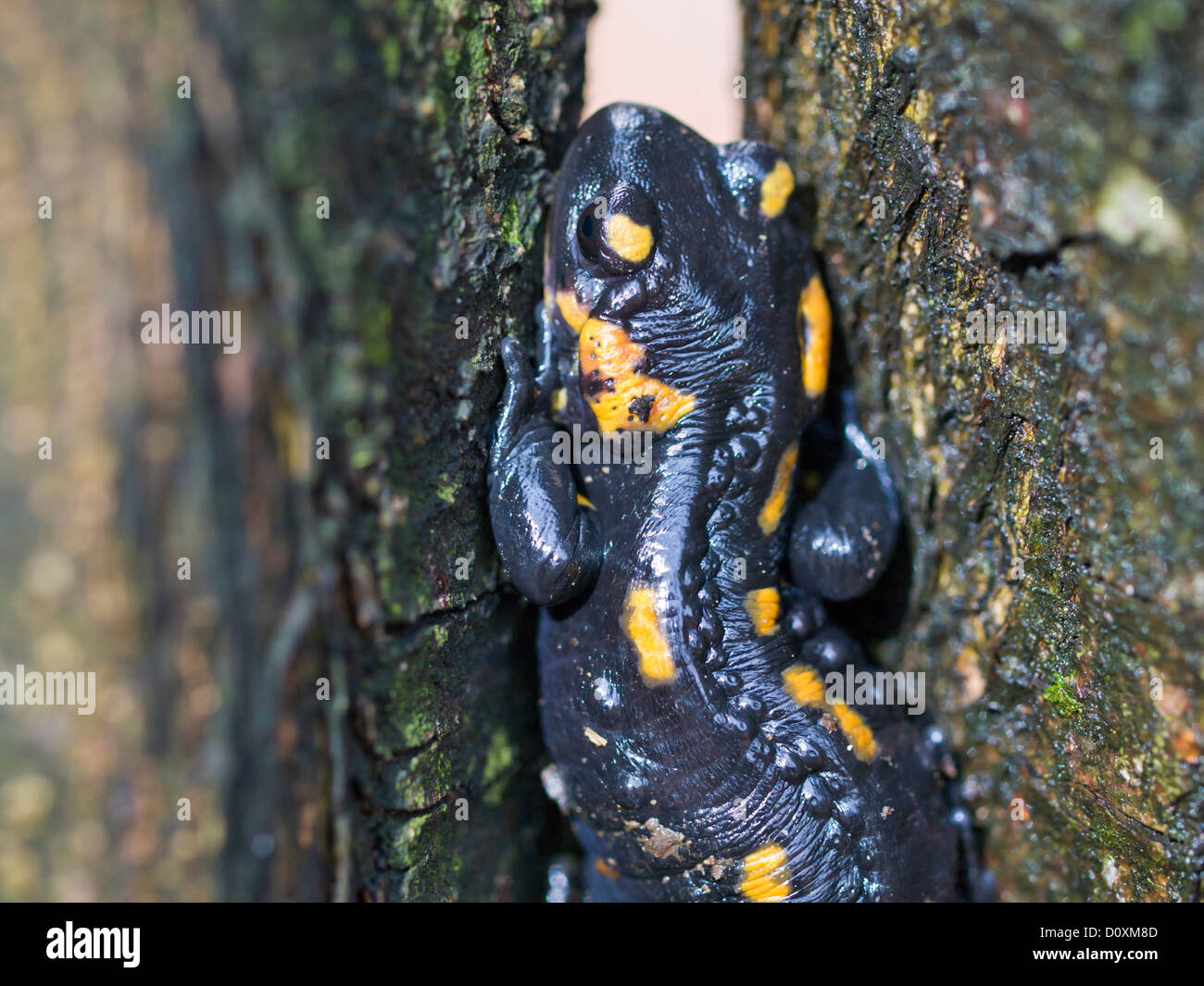 Anfibi, fuoco salamandre, macro close-up, natura, rettili, Svizzera Ticino, animali, Teserete, albero, giallo, nero, ey Foto Stock