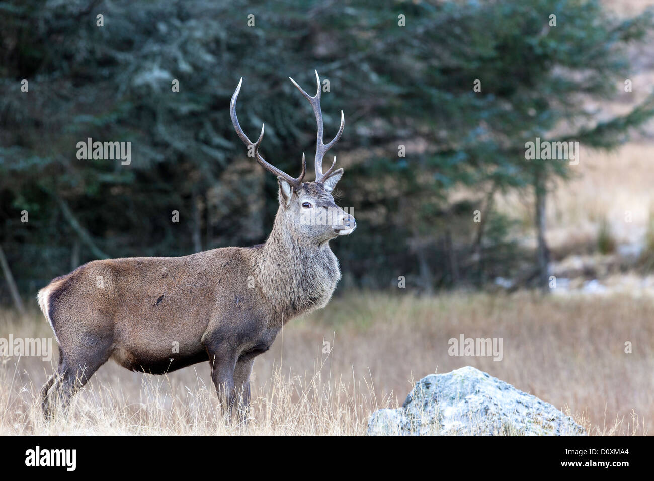 Scottish Red Deer stag Foto Stock
