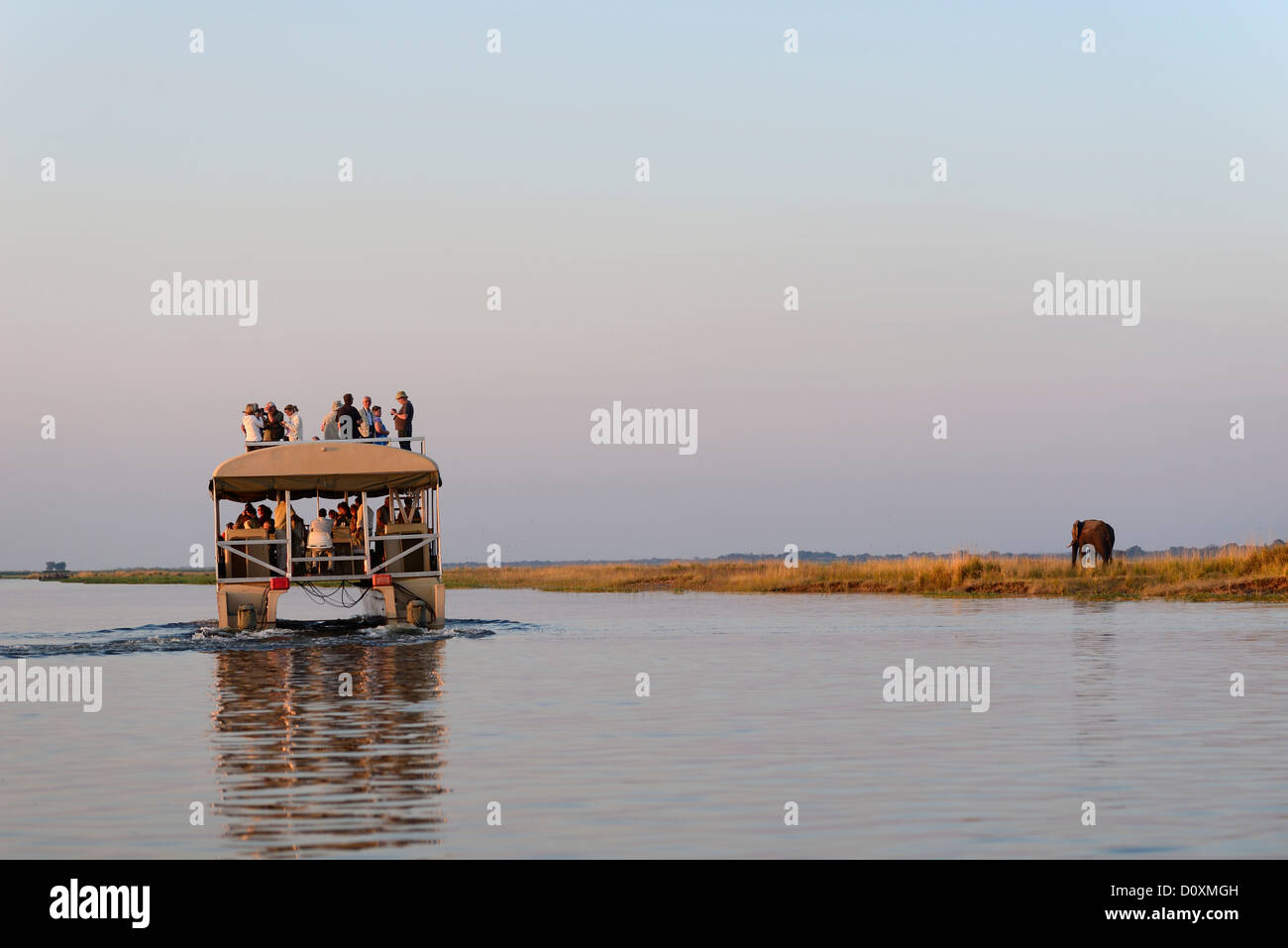 Africa, Botswana, Chobe National Park, ippopotami, ippopotamo, animale, safari, acqua, fiume, orizzontale, la fauna selvatica, imbarcazione turistica, Foto Stock