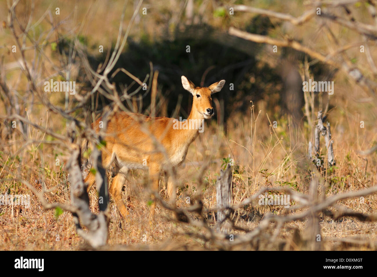 Africa, Botswana, Chobe National Park, lechwe, antilopi, animale, la fauna selvatica, la fauna selvatica Foto Stock