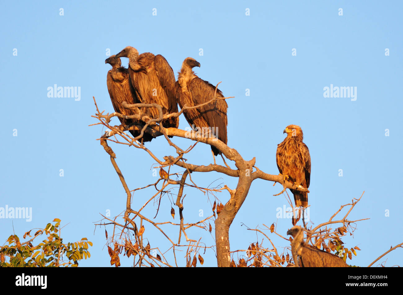 Africa, Botswana, Chobe National Park, avvoltoio, bird, animale, pesce persico, Hawk, gregge Foto Stock