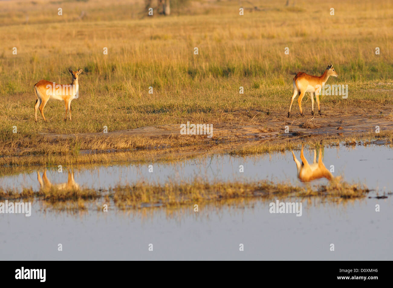 Africa, Botswana, Chobe National Park, lechwe, antilopi, animale, la fauna selvatica Foto Stock