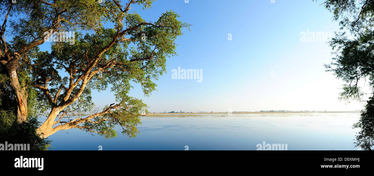 Africa, Botswana, Chobe National Park, acqua, fiume, panorama, orizzontale, edge, struttura ad albero Foto Stock