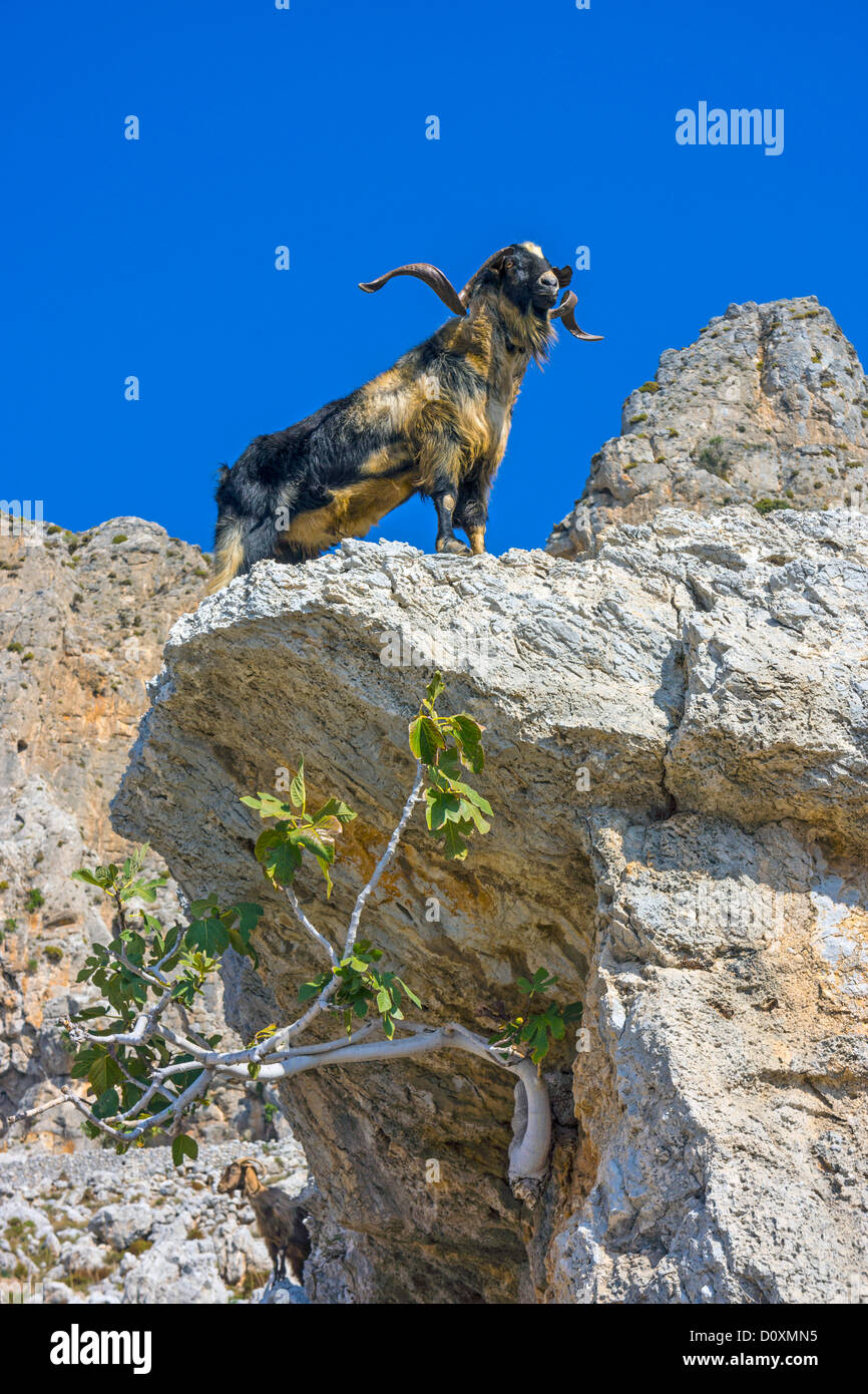 Grande maschio capra su roccia con cielo blu e fico Foto Stock