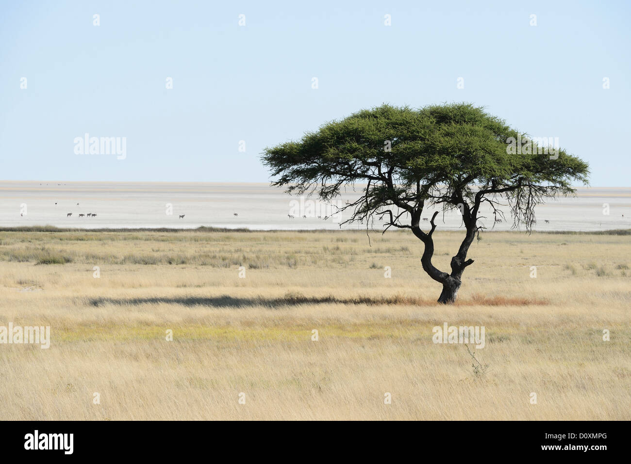 Africa, Etosha National Park, Namibia, africana, animale, luminoso, orizzontale, pianure, safari, savana, struttura ad albero Foto Stock