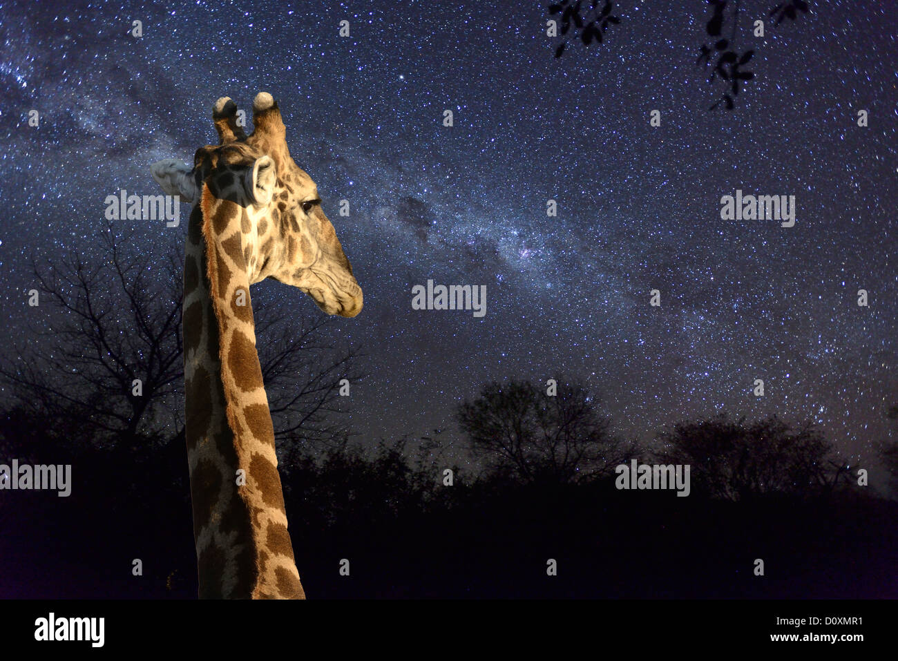Africa, Sud, Namibiai, notte, sky, stelle, astro, fotografia, costellata di sky, starlit, giraffe, Grootfontein Foto Stock