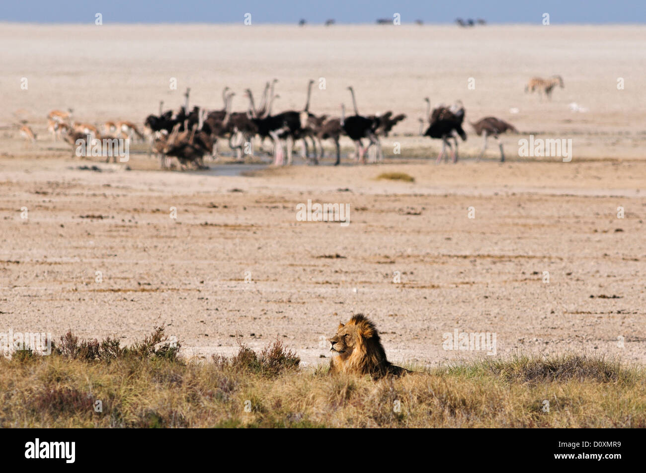 Africa Etosha National Park Lion Namibia resto animale africana posa orizzontale di struzzo pianure di uccelli in appoggio safari Foto Stock