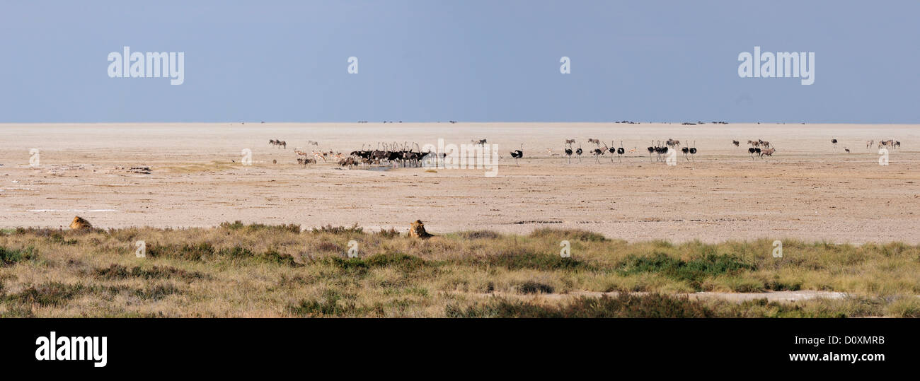 Africa, Namibia, Etosha National Park, struzzo, bird, leone, animale, panorama, pan, paesaggio Foto Stock