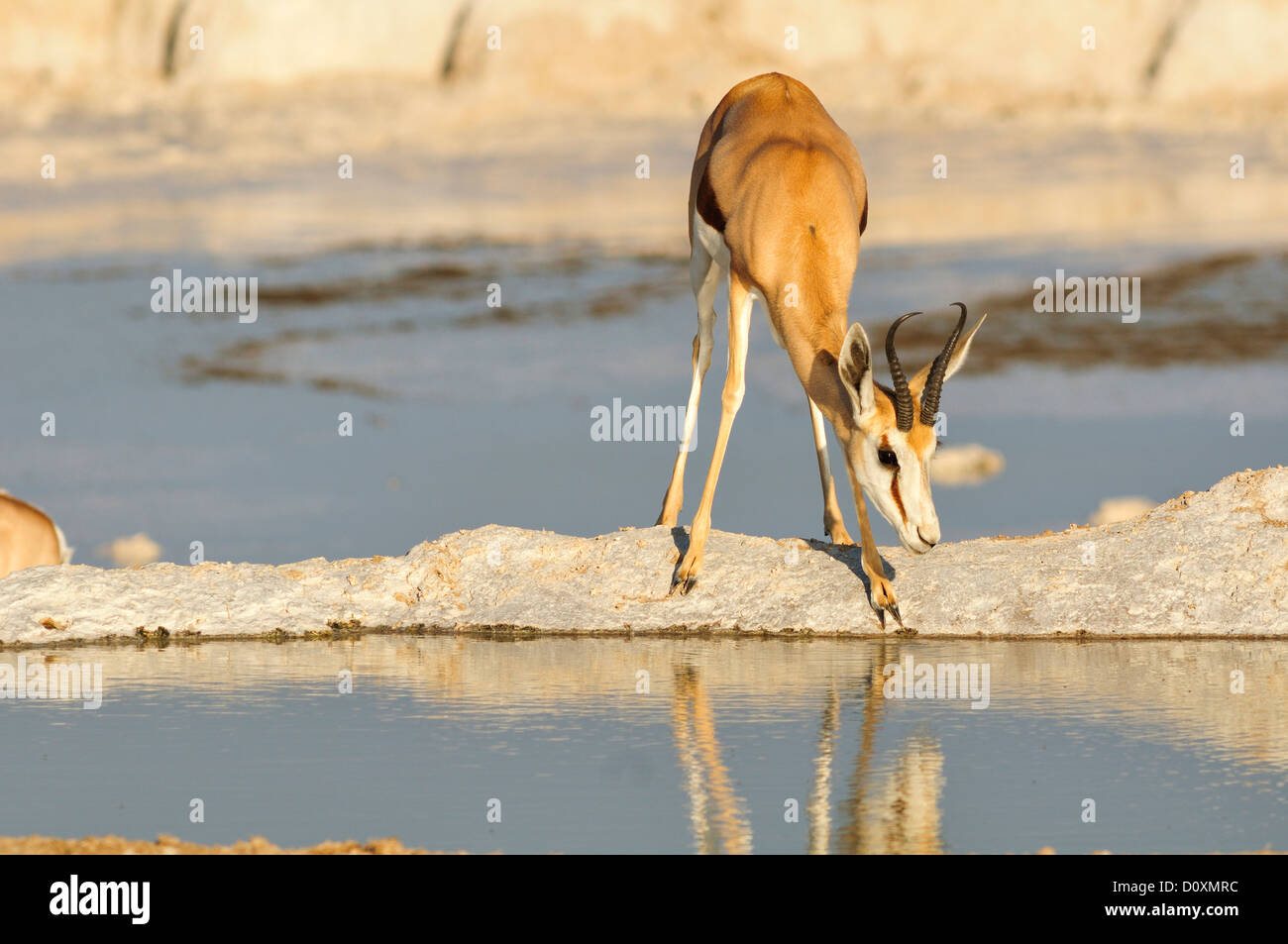 Africa, Etosha National Park, Namibia, africana, animale, antilopi, animale, bere, orizzontale, pianure, riflessione, safari, SAV Foto Stock