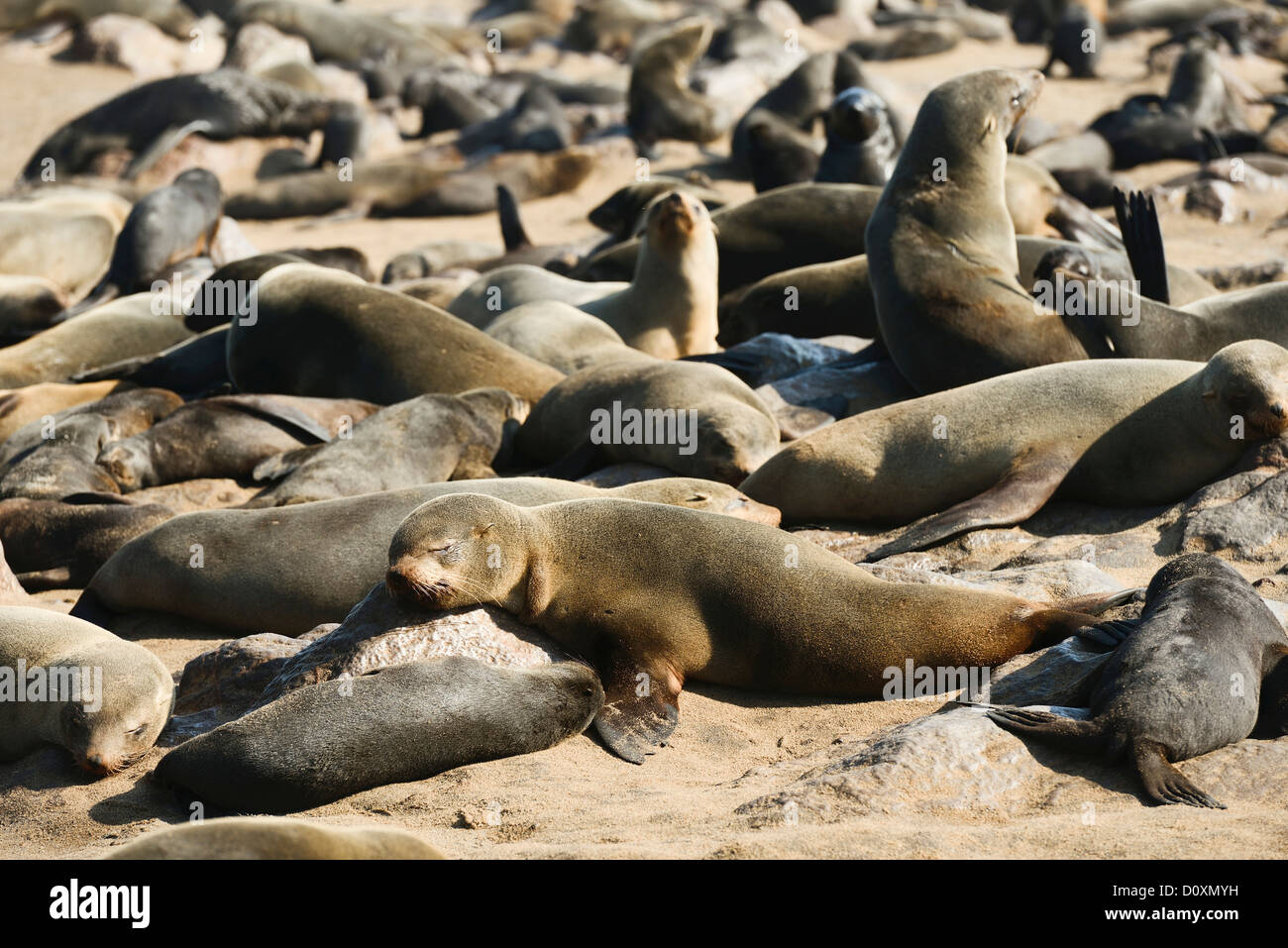 Africa, Cape Cross, Namibia, colonia di foche, guarnizioni, animali, Skeleton Coast, spiaggia, posa, mammifero, Oceano Sea Lion, animale, sunbat Foto Stock