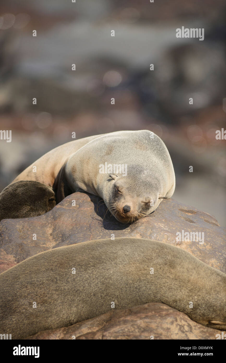 Africa, Cape Cross, Namibia, colonia di foche, guarnizioni, animali, Skeleton Coast, spiaggia, posa, mammifero, Oceano Sea Lion, animale, sunbat Foto Stock