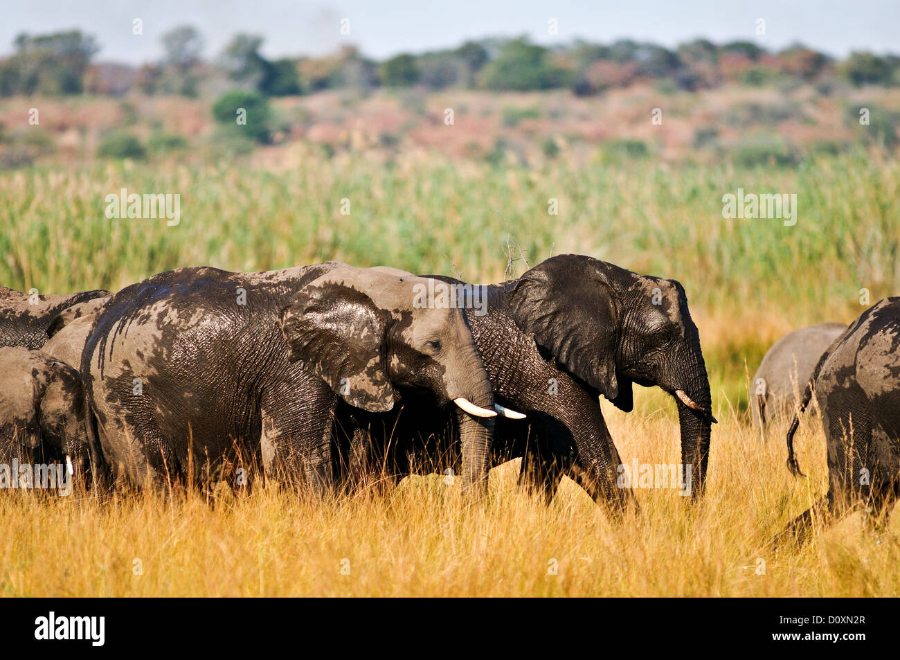 Africa Bwa Bwata Parco Nazionale di Caprivi pascolare Namibia elefanti africani praterie bagno avorio orizzontale la migrazione Foto Stock