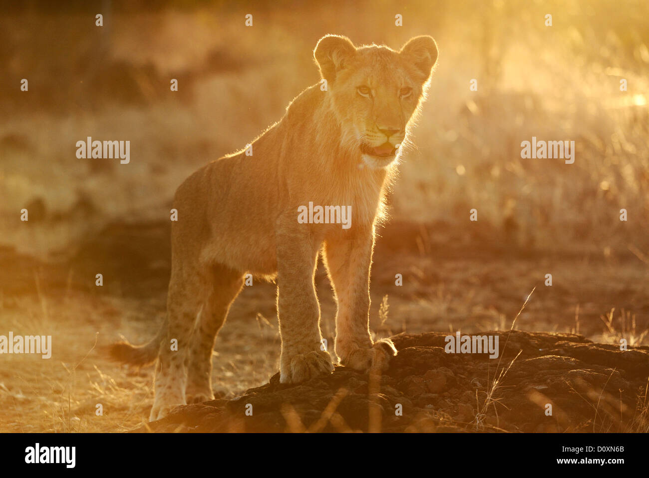 Africa Zimbabwe, leone, animale, Leo, della fauna selvatica, Safari, cucciolo Foto Stock