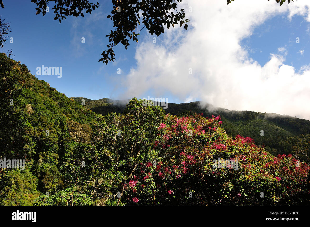 America centrale, Costa Rica, giungla, foresta, il verde della vegetazione, Cloud Forest, Rain Forest, San Gerardo de dota Foto Stock