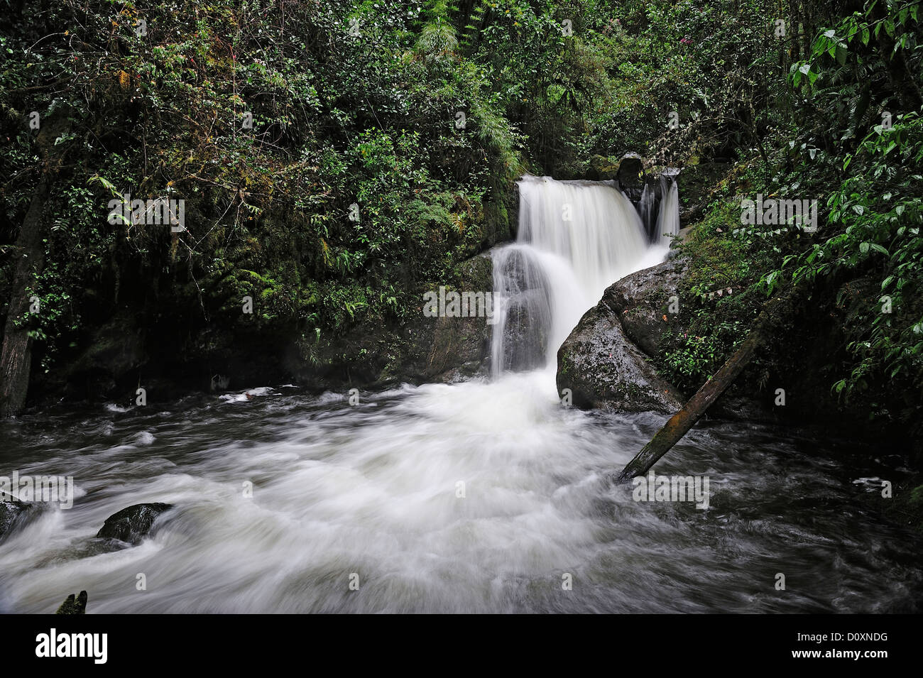 America centrale, Costa Rica, giungla, foresta, il verde della vegetazione, Cloud Forest, Rain Forest, creek, acqua, bagnato, cade, cascata, Foto Stock