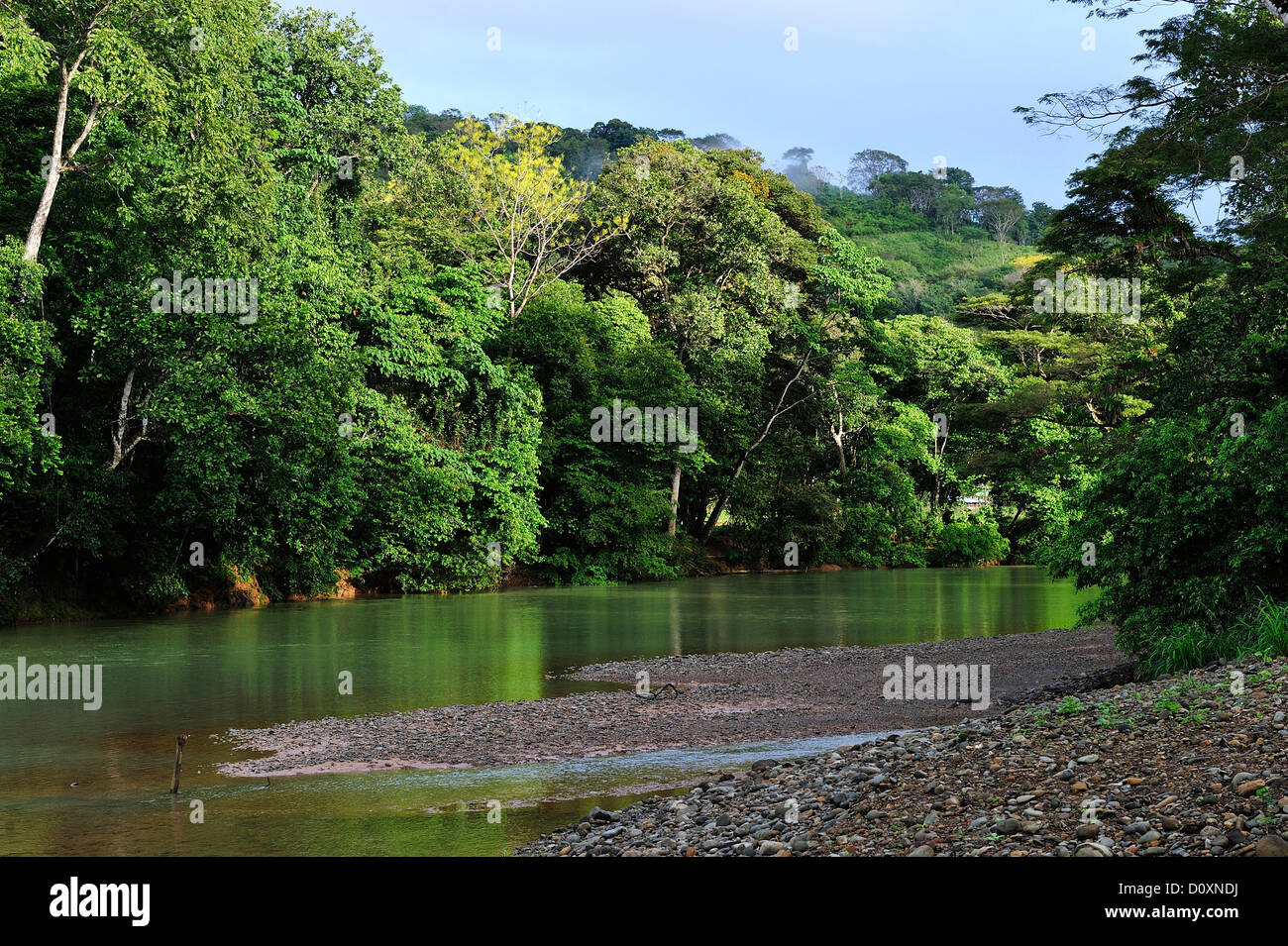 America centrale, Costa Rica, giungla, foresta, il verde della vegetazione, Cloud Forest, Rain Forest, fiume, acqua, umide tropicale Foto Stock