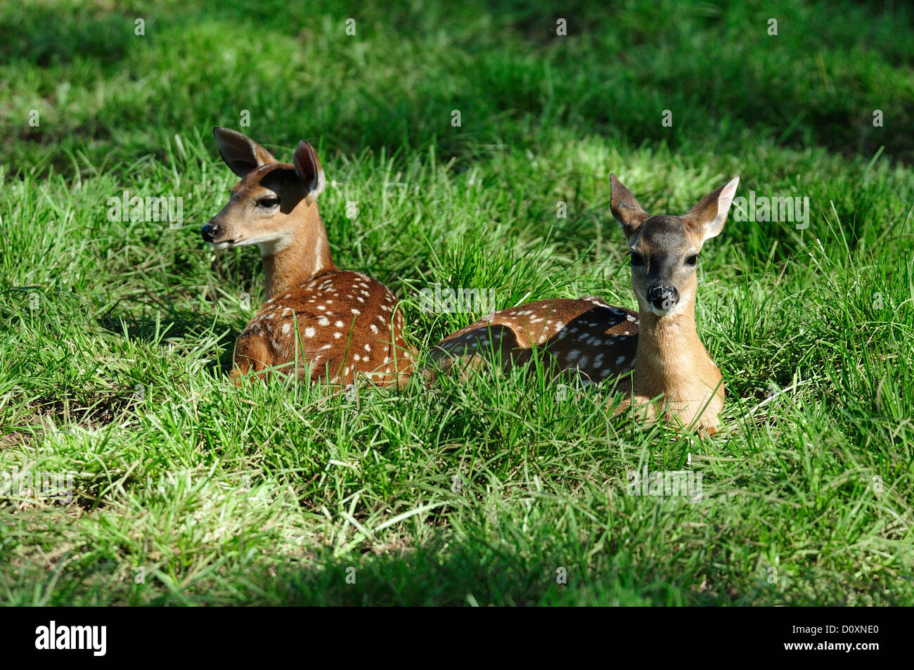 America centrale, Costa Rica, cervi, animale, gras Foto Stock