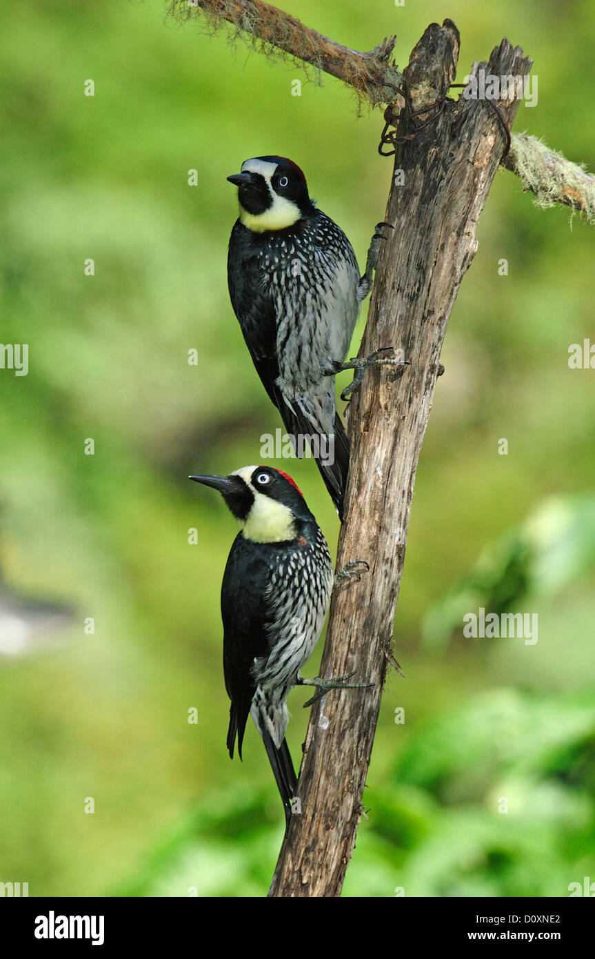 Acorn, picchio Melanerpes formicivorus, Costa Rica, America Centrale, uccelli Foto Stock Acorn, picchio Melanerpes formicivorus, Costa Rica, America Centrale, uccelli Foto Stock