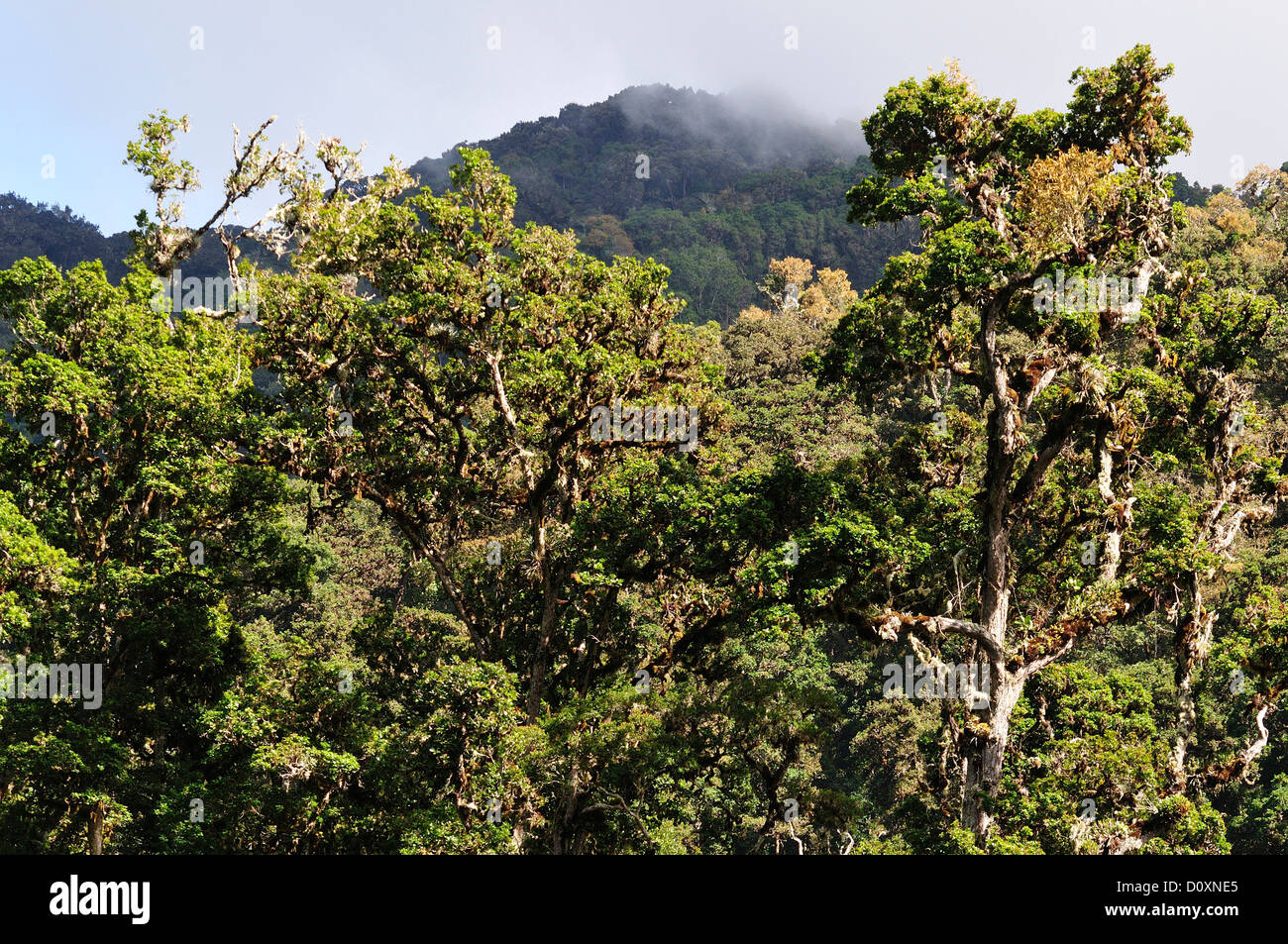 America centrale, Costa Rica, giungla, foresta, il verde della vegetazione, Cloud Forest, Rain Forest, San Gerardo de dota Foto Stock