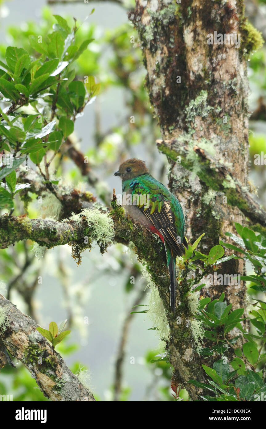 America centrale, Costa Rica, giungla, foresta, il verde della vegetazione, Cloud Forest, Rain Forest, Femmina, Quetzal, uccello Foto Stock