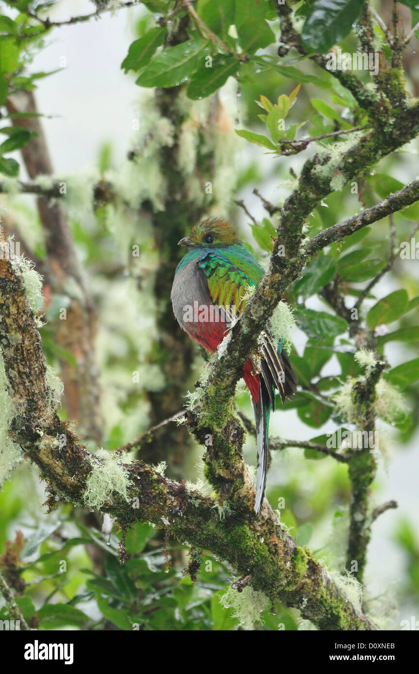 America centrale, Costa Rica, giungla, foresta, il verde della vegetazione, Cloud Forest, Rain Forest, Femmina, Quetzal, uccello Foto Stock
