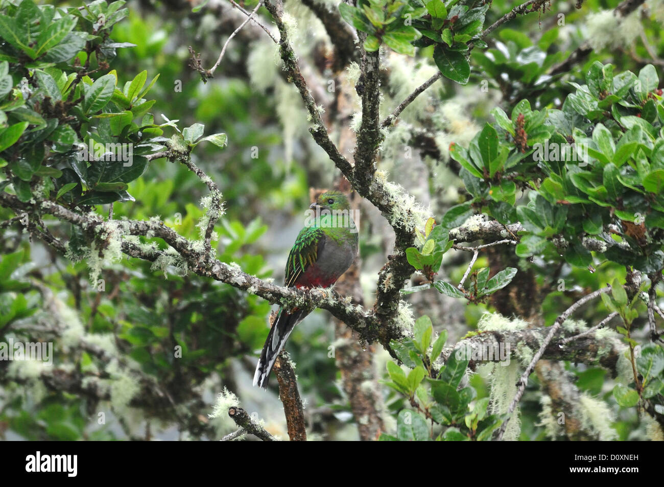 America centrale, Costa Rica, giungla, foresta, il verde della vegetazione, Cloud Forest, Rain Forest, Femmina, Quetzal, uccello Foto Stock