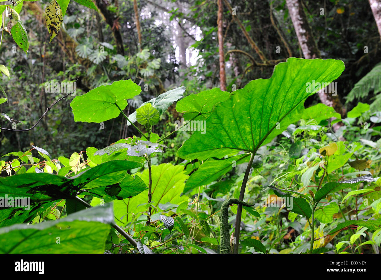 Cloud Forest foresta di pioggia tropicale foglie grandi verde bagnato Parque Nacional Amistad UNESCO Volcan Panama America Centrale Foto Stock