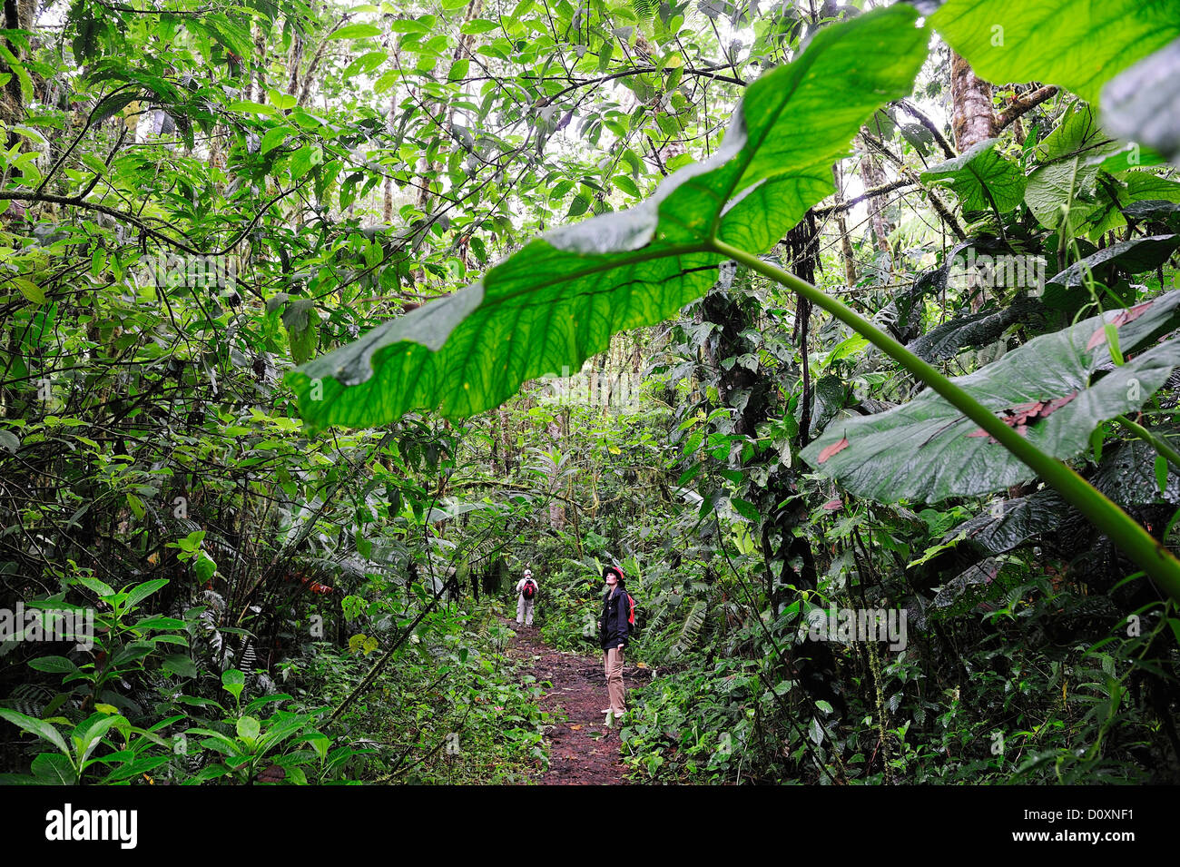 Persone, Cloud Forest, Rain Forest, tropicali, escursionismo, Foresta, Parque Nacional de Amistad, parco nazionale, UNESCO, Volcan, Panama, Foto Stock