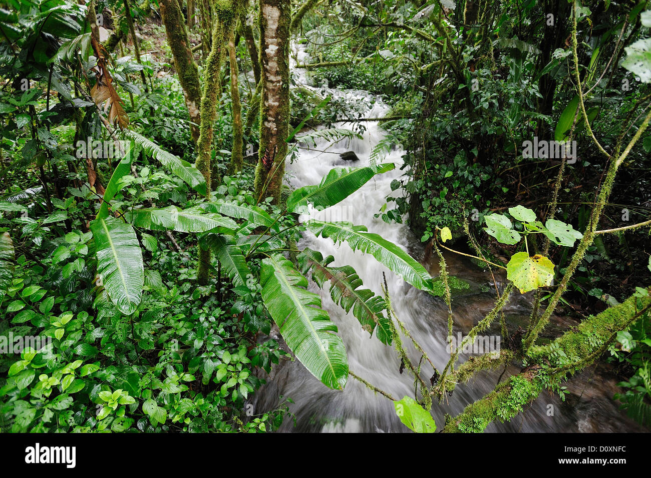 Creek, felce tropicale, Cloud Forest, Rain Forest, Chiriqui Viejo, Foresta, Parque Nacional de Amistad, parco nazionale, UNESCO, Vol Foto Stock